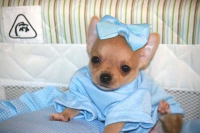 Teacup Chihuahua cachorro para venda