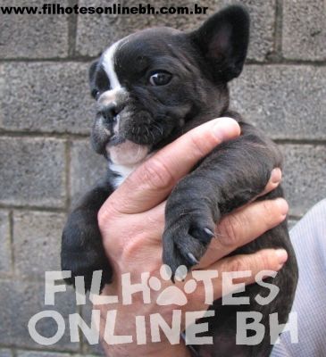 Bulldog Francs - Canil Filhotes On Line BH