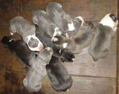 Vendo filhotes de American Staffordhire Terrier