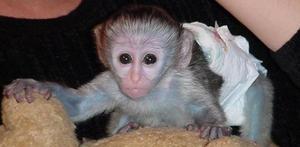 adorvel macaco capochin saudvel para adopo