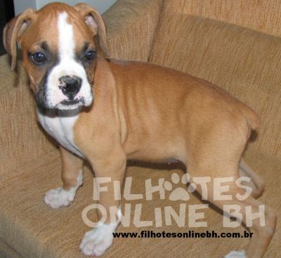Boxer - Canil Filhotes On Line BH