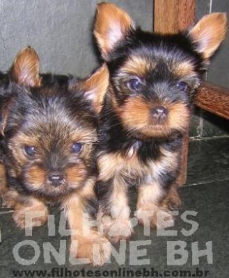 Yorkshire filhotes a venda - Puppies for sale