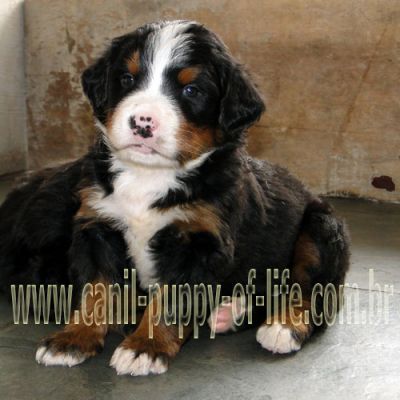 Canil puppy- vd filhotes Bernese Mountain Dog-SP