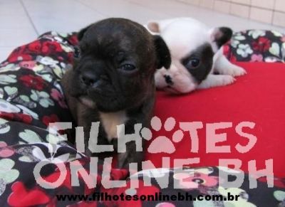 Bulldog Francs - Canil Filhotes On Line BH  