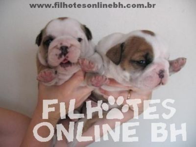 Bulldog Ingls - Canil Filhotes On Line BH