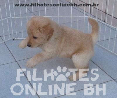 Labrador - Canil Filhotes On Line BH