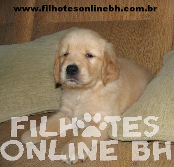Golden  - Canil Filhotes On Line BH