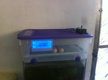 Chocadeira de 40 a 50 ovos totalmente automatica Digital  RJ 
