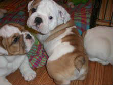 Saudável, bonito, bem treinados e vacinados inglês bulldog puppies disponíveis então voltar-nos logo