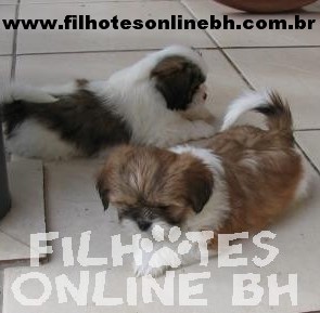 Lhasa Apso - Canil Filhotes On Line BH