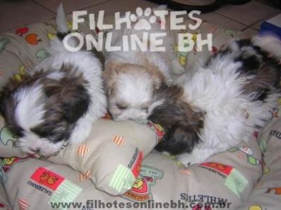 Chow Chow - Canil Filhotes On Line BH