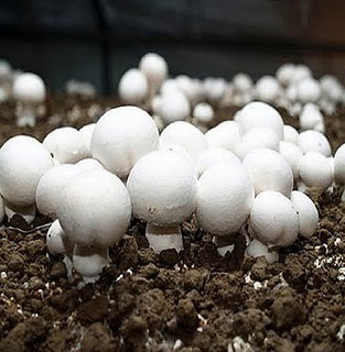 A g cogumelos / Composto de cogumelos