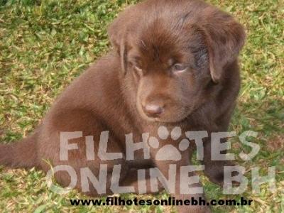 Labrador a venda - Canil Filhotes On Line BH  