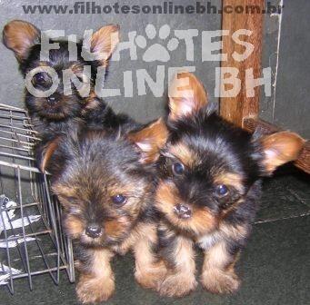 Yorkshire filhotes a venda - Puppies for sale