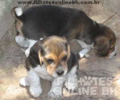 Beagle a venda - Canil Filhotes On Line BH 