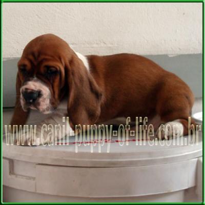 Canil puppy-vd filhotes basset hound