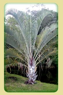 palmeiras kit 10 muda vendotroco