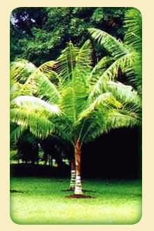 palmeira pescoço marrom