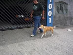 Dogwalker - Passeador de cães - Tatuapé