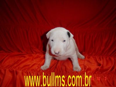 Canil Especializado em Bull Terrier e Staffordshire Bull Terrier