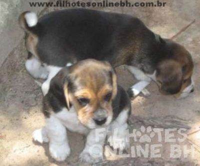 Beagle - Canil Filhotes On Line BH