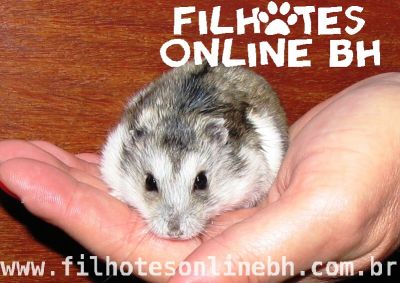 Hamster Chines filhotes a venda - Puppies for sale
