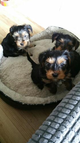 Yorkshire puppies para adoção