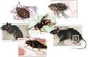 Empresa de dedetizao na Ilha do Governador-rj contra baratas, ratos, cupins, carrapatos, pulgas