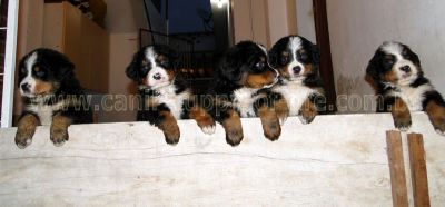 Canil puppy of life- vd filhotes Bernese Mountain Dog-SP