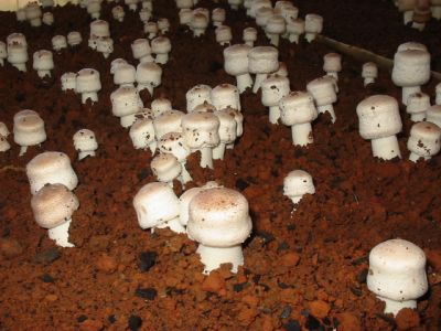 A g cogumelos / Composto de cogumelos 