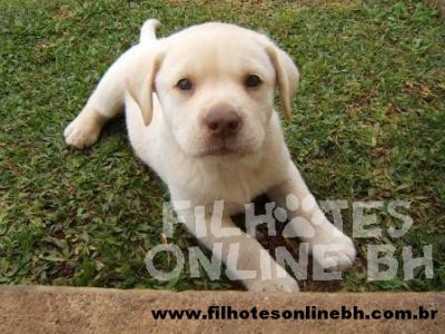Labrador - Canil Filhotes On Line BH