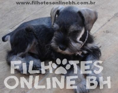 Schnauzer  - Canil Filhotes On Line BH