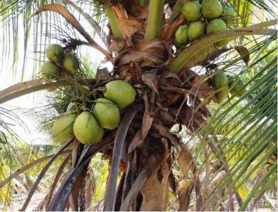 Fazenda de coco anão