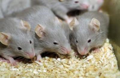 Vendo camundongos vendo camundongos vendo neonatos vendo ratos vendo rato roedor roedores