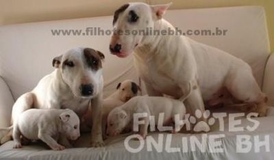 Bull Terrier - Canil Filhotes On Line BH 