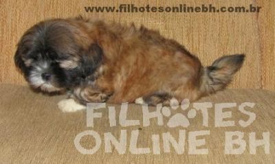 Lhasa Apso - Canil Filhotes On Line BH