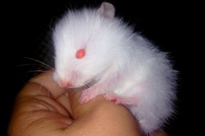 Vendo Hamsters Sírio Angorá, Ratos Twister (brancos de laboratórios) E Topolinos