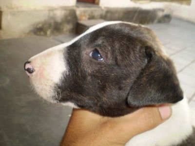 Bull Terrier - Canil Filhotes On Line BH