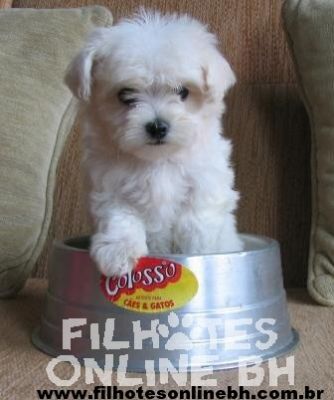 Maltes filhotes - Puppies for sale