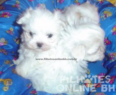 Maltes filhotes - Puppies for sale